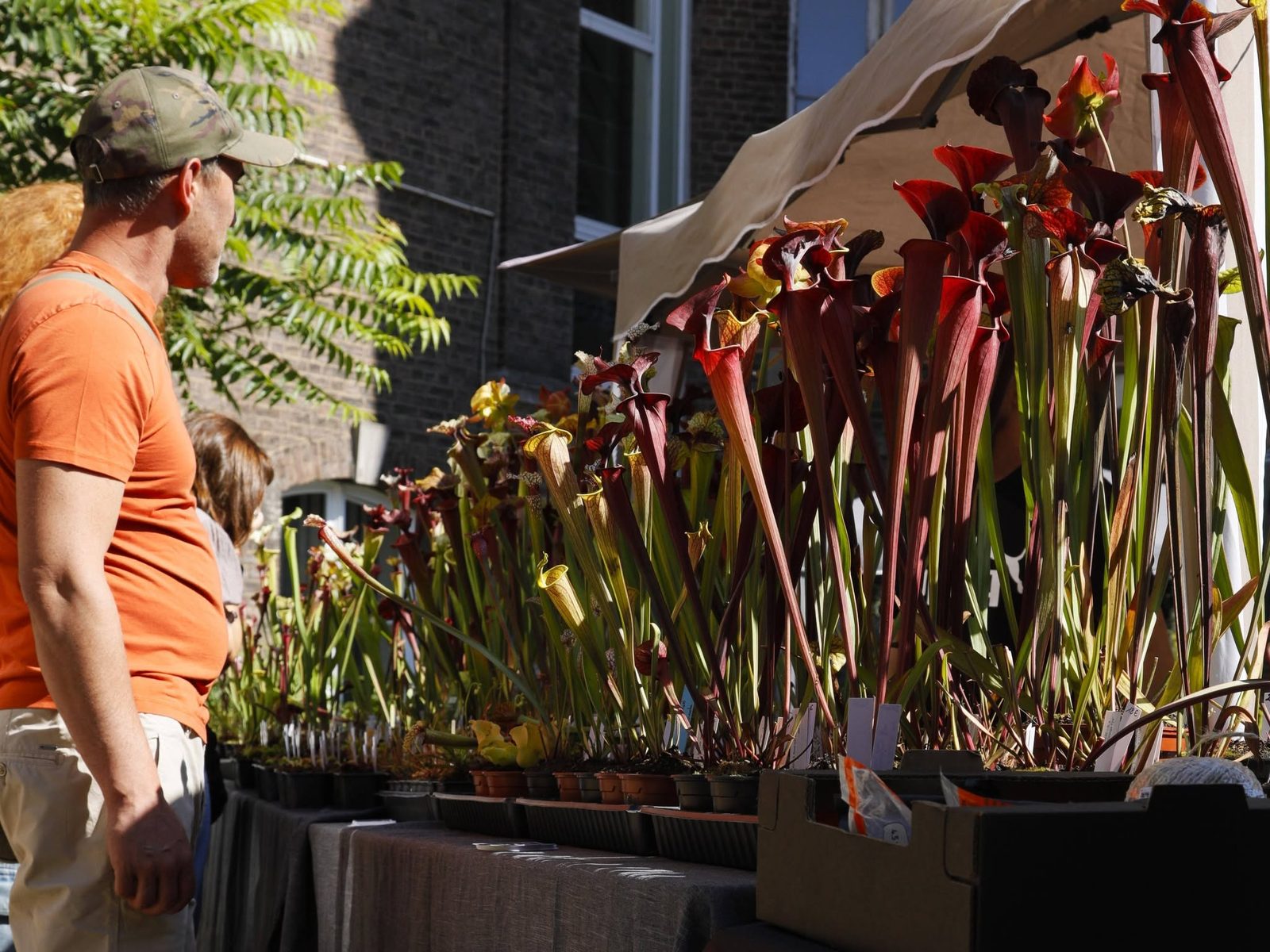 Visiteur découvrant des Sarracenia