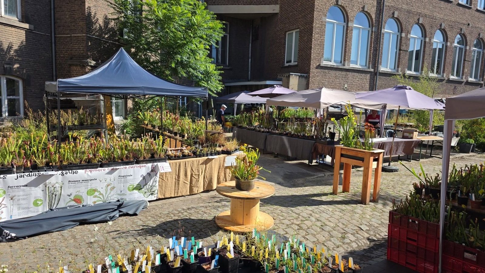 Collections de Sarracenia sur les tables